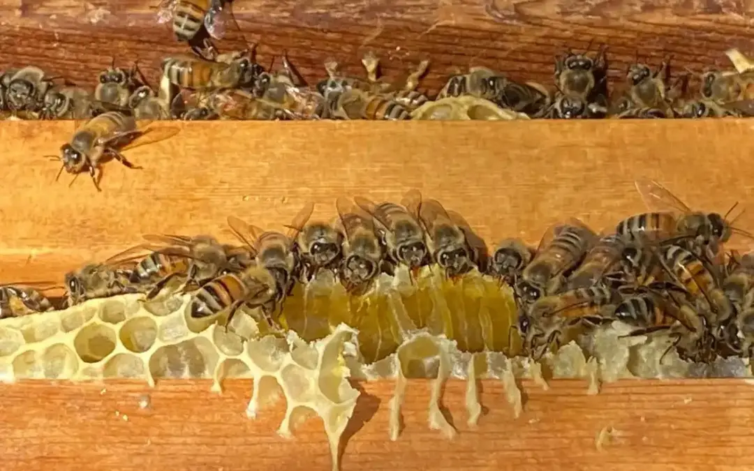 蘭園蜂蜜介紹