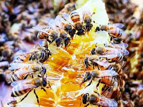 honeyblog001_002