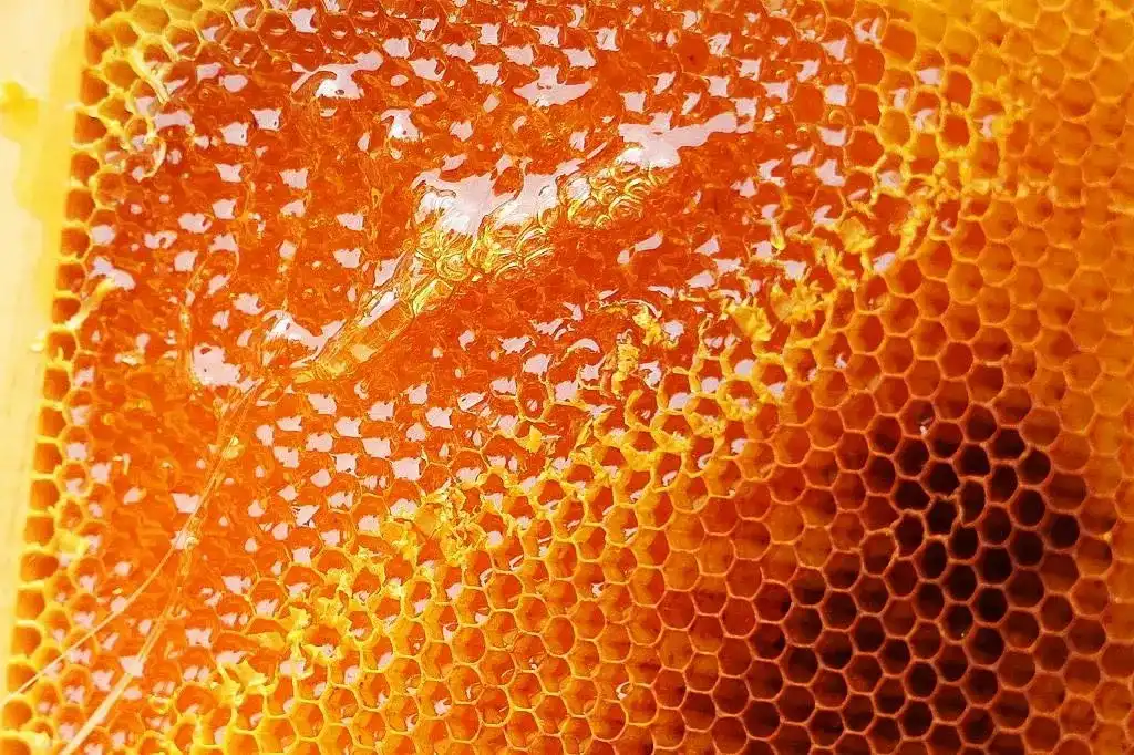 honeyblog001_003