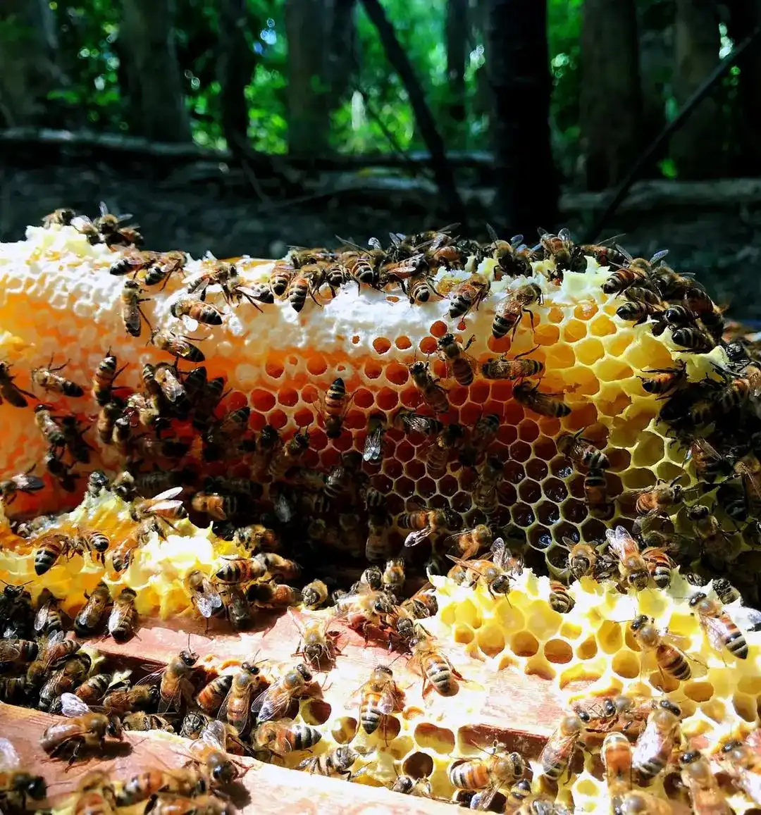 honeyblog004_002